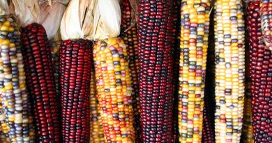 Importación de granos amenaza seguridad alimentaria en México - RR Noticias