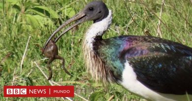 El ave australiana que sorprende a los científicos por su capacidad para comer sapos venenosos - BBC News Mundo