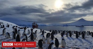 Rodeadas de pingüinos e icebergs: así es pasar la Navidad en la oficina de correos del fin del mundo - BBC News Mundo