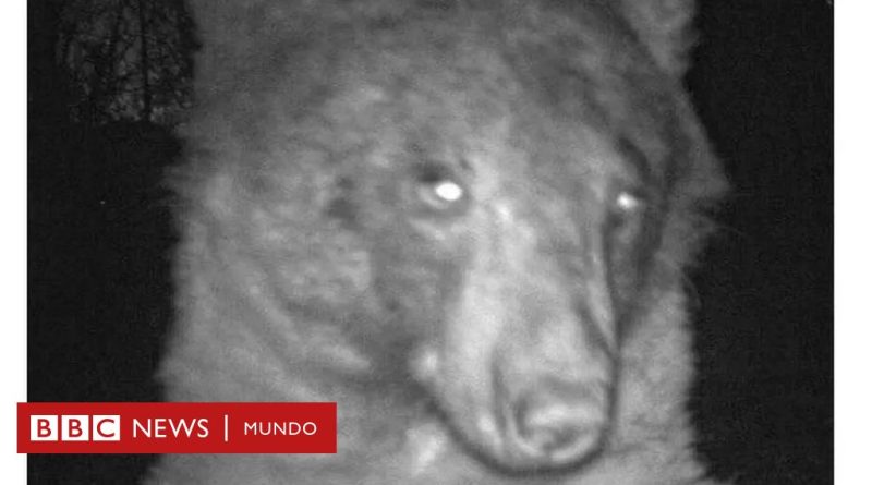 El oso que no podía dejar de tomarse selfies en Colorado - BBC News Mundo