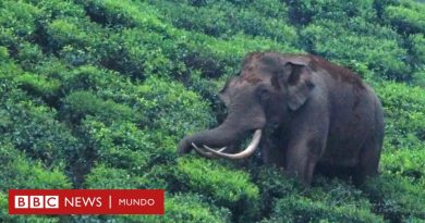La singular historia del amistoso elefante cuya fama se convirtió en una maldición - BBC News Mundo