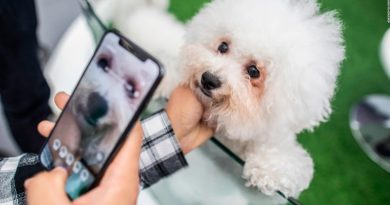 ¡Huellas nasales! Empresa desarrolla aplicación para identificar a las mascotas a través de la tecnología biométrica