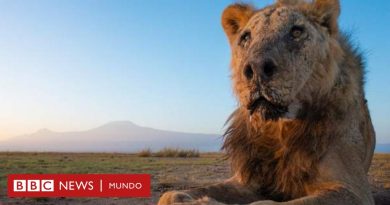 Matan con lanzas a Loonkiito, el león en libertad considerado como uno de los más viejos del mundo - BBC News Mundo
