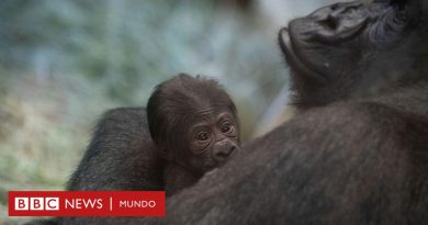 El gorila que los cuidadores pensaban que era macho y dio a luz a una cría en Estados Unidos - BBC News Mundo