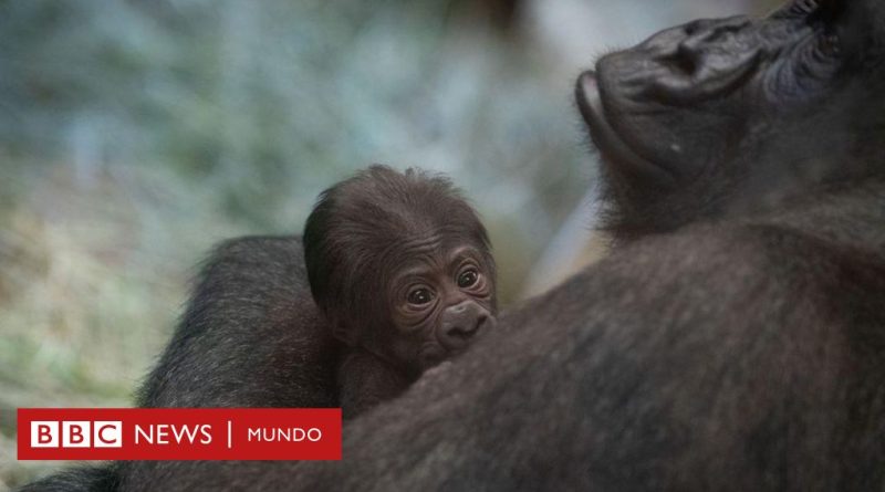 El gorila que los cuidadores pensaban que era macho y dio a luz a una cría en Estados Unidos - BBC News Mundo