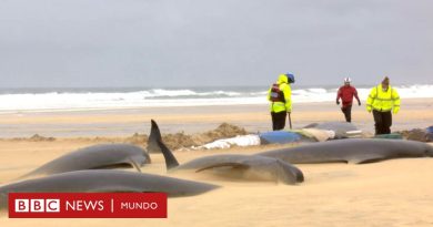 Una manada de 55 ballenas muere tras quedar varada en una playa de Escocia - BBC News Mundo