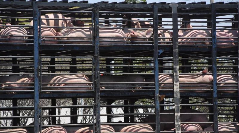 Porcicultores en jaque por importaciones, paran 10 granjas