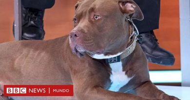 Por qué Reino Unido prohibió la raza de perro American Bully XL - BBC News Mundo