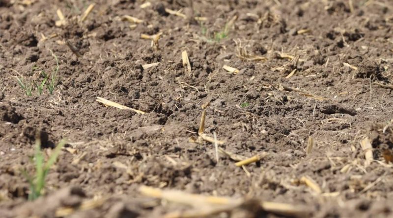 Sequía arrasó 50% de cultivos queretanos