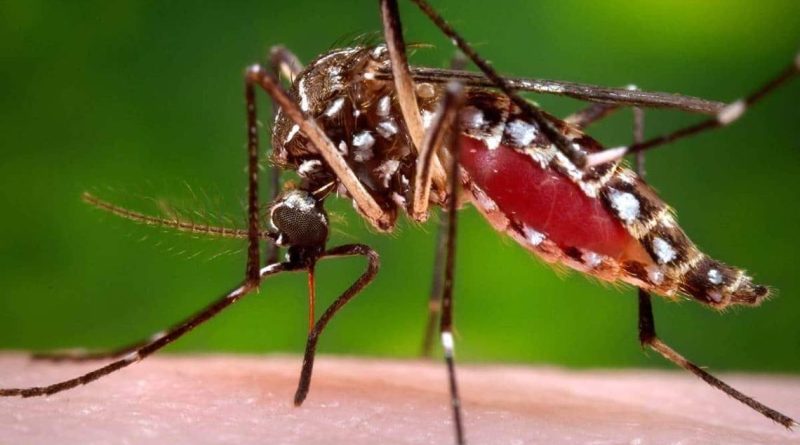 Querétaro registra 17 casos de dengue