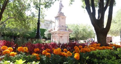 Visten las plazas queretanas de cempasúchil