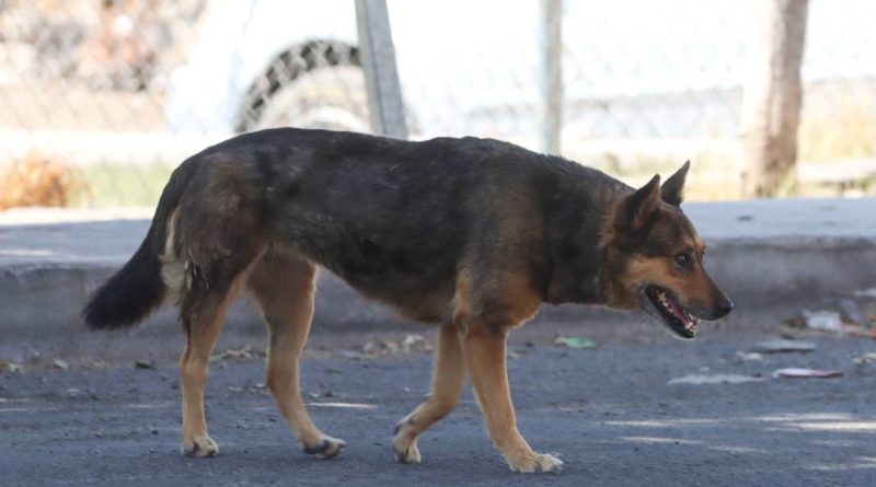 Alertan por jaurías de perros ferales en 4 comunidades de El Marqués