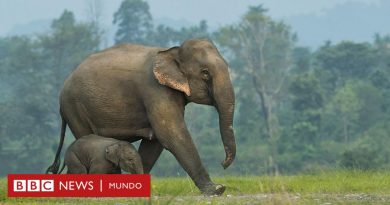 Las imágenes que muestran que los elefantes asiáticos entierran y hacen rituales para sus crías muertas - BBC News Mundo