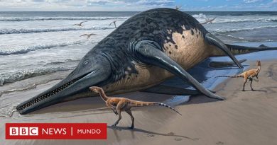 Cómo era el antiguo reptil marino del tamaño de dos autobuses cuyo fósil fue hallado en una playa de Reino Unido - BBC News Mundo