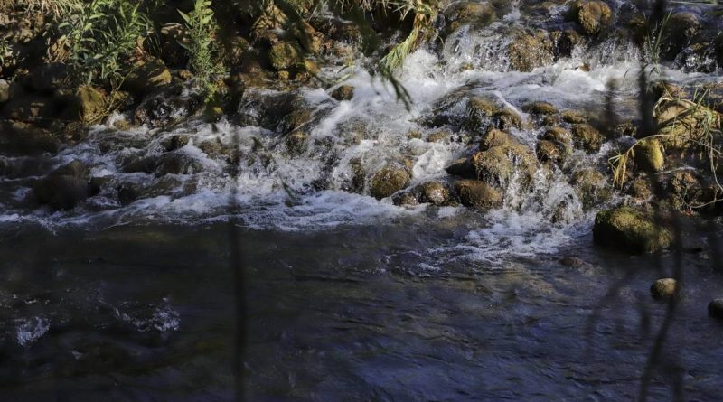 Langostino australiano invade ríos de Concá