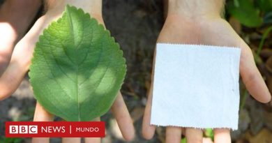 Boldo: la planta que se usa como alternativa al papel higiénico en África y Estados Unidos - BBC News Mundo