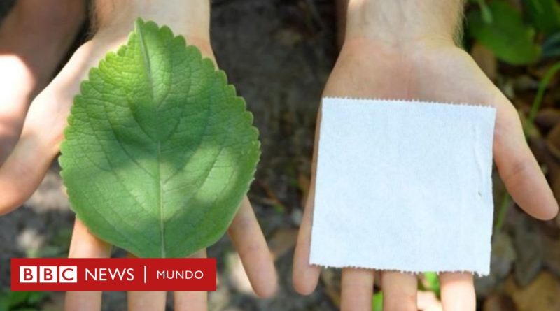 Boldo: la planta que se usa como alternativa al papel higiénico en África y Estados Unidos - BBC News Mundo